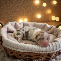Sienna - Red merle female Australian Shepherd puppy in Statesville, North Carolina from Charming Australian Shepherds