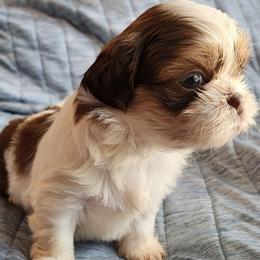 Lucy - Gold and white female Shih Tzu puppy in Tampa, Florida from Fancy Shih Tzus Florida