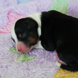 Waffle - Black tri male Miniature Australian Shepherd puppy in Chesapeake, Virginia from Beaver Dam Mini Aussies