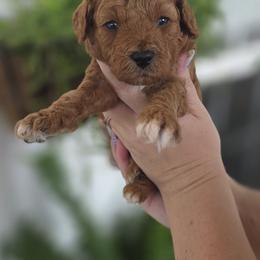 Mowgli - Red  male Goldendoodle puppy in Decatur, Tennessee from Diamond's Doodles