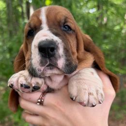Yelnats - Mahogany and white male Basset Hound puppy in Red Bay, Alabama from Maple Street Bassets