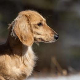 Marley - Dachshund
