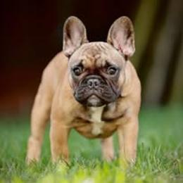 French Bulldog Puppies from Reds Frenchies