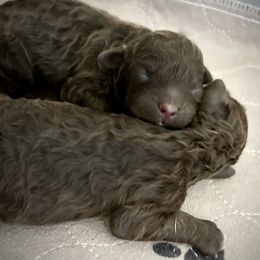 Gio - Brown male Lagotto Romagnolo puppy in Chico, California from Anna’s Lagottos