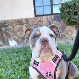 Pearl - Bulldog puppy in California from Socal G Bulldogs