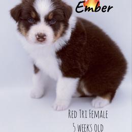 Ember - Red tri-color female Australian Shepherd puppy in Greeneville, Tennessee from Storm Shine Australian Shepherds