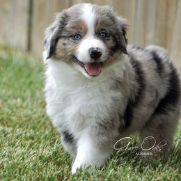 Australian Shepherd and Miniature Australian Shepherd Puppies from Grace Oaks Aussies