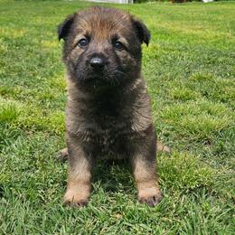 Purple collar - Sable female German Shepherd puppy in Dexter, Missouri from Vom Morris Haus German Shepherds