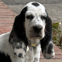 Basset Hounds and Catahoula Leopard Dogs from Middle TN Leopard Catahoulas