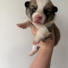 Boy 3 - Sable male Pembroke Welsh Corgi puppy in Aberdeen, Washington from Coastal country Farms