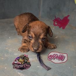 Holly - Wild boar female Dachshund puppy in Livingston, Kentucky from Illyria Dox & GSD