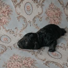 Benedict - Black tri-color male Aussiedoodle puppy in Inman, South Carolina from Dark Corner Doodles