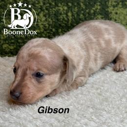 Gibson - Dapple male Dachshund puppy in Lexington, Oklahoma from BooneDox Miniature Dachshunds