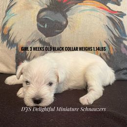 Girl 1 - White Miniature Schnauzer puppy in New Bern, North Carolina from DJS Delightful Miniature Schnauzers
