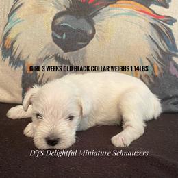 Girl 1 - White Miniature Schnauzer puppy in New Bern, North Carolina from DJS Delightful Miniature Schnauzers