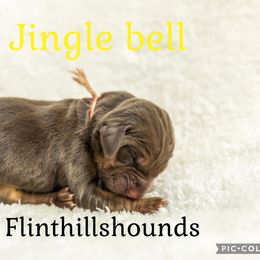 Jingle bell - Liver and tan female Bloodhound puppy in Wamego, Kansas from Flint Hills Hounds