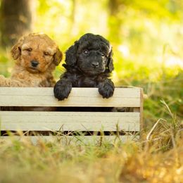 Poodle Puppies from Northwest pets Poodles