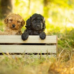 Poodle Puppies from Northwest pets Poodles
