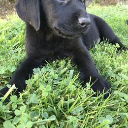 Labrador Retriever Puppies from Valley View English Labs
