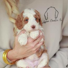 Shorty - Red female Bernedoodle puppy in Jackson, Missouri from Pincksten Family Doodles