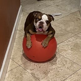 Pu-pu - Bulldog