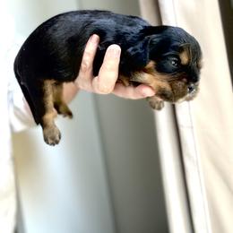 Cavalier King Charles Spaniel Puppies from Team Turner Cavalier King Charles Spaniels