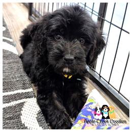 MOON - OFA-Genetics-2 Year Warranty - APPLE CREEK DOODLES Since 2004. - Black male Goldendoodle puppy in Jeddo, Michigan from Apple Creek Doodles