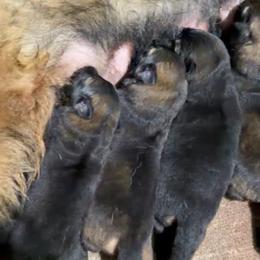 Dark sable Boy 6 - Sable male German Shepherd puppy in Hollis Center, Maine from Noble German Shepherds of Maine