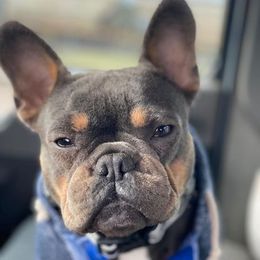 French Bulldog All Grown Up from Bad BiTch Bulliez