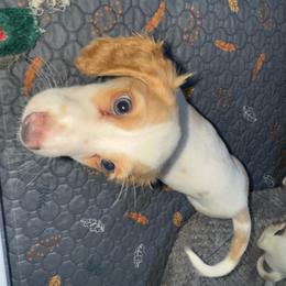 Boy1 - Piebald male Dachshund puppy in Stockton, California from Royalty Weenies