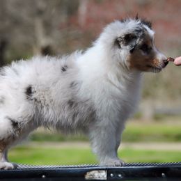 Cane Corso and Shetland Sheepdog Puppies from Redemption Kennels