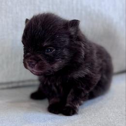 Poncho - Chocolate male Pomeranian puppy in Canandaigua, New York from Fingerlakes Pomeranians