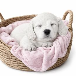 Dachshund Puppies from RRD