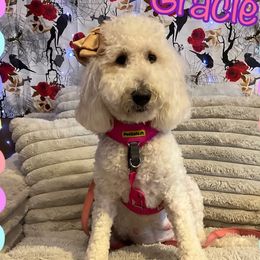 Gracie - Goldendoodle