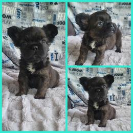 Boy 1 - Brindle male French Bulldog puppy in Plymouth, Utah from Country Sunshine