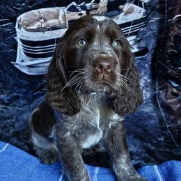 English Springer Spaniel Puppies from Bedell's Riverdog Run