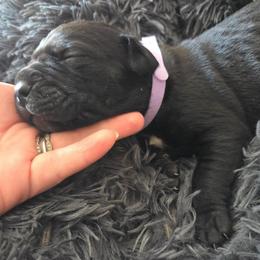 Light Purple Collar - Black female Cane Corso puppy in Henry, Virginia from Hardradas Dynasty Cane Corso
