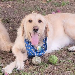 Belle - Goldendoodle