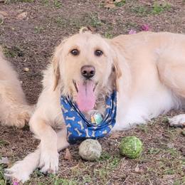 Belle - Goldendoodle