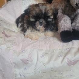 Ariel - Red and white female Shih Tzu puppy in Ontario, Oregon from Keeper of the Stars
