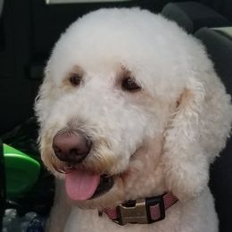 Goldendoodles from Fairfax Farms