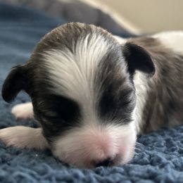 Havanese, Havapoo, and Poodle Puppies from Parlor Pups