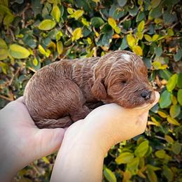 Purple Collar Girl - 3 Days Old - Cream female Poodle puppy in Modesto, California from Dry Creek Poodles