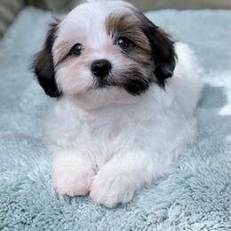 Rolly - Red brindle male Havanese puppy in Wappapello, Missouri from Titanium Havanese LLC