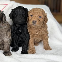 Red - Red  male Goldendoodle puppy in Rush, New York from Care Bear Puppies