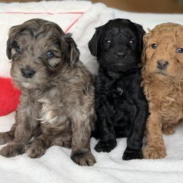 Red - Red  male Goldendoodle puppy in Rush, New York from Care Bear Puppies