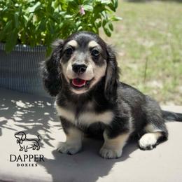 Sprinkle - Black and cream female Dachshund puppy in Brooksville, Florida from Dapper Doxies
