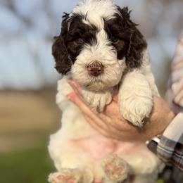 Boy 1 - Tri-color male Australian Labradoodle puppy in Waco, Texas from RainPuddle's Labradoodles