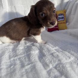 Dachshund Puppies from WienerDoxieQuad