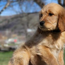 Purple girl - Cream Goldendoodle puppy in Riggins, Idaho from Deep Canyon Puppies